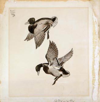 Ducks in Flight, for Nan