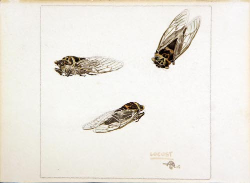 Locust