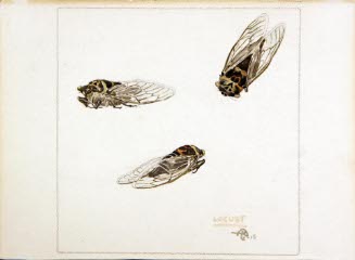 Locust