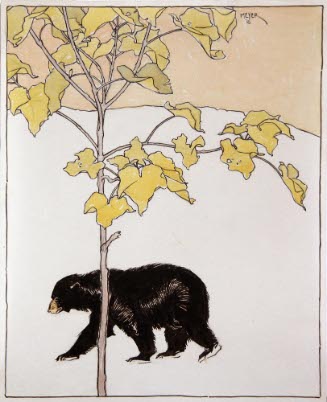 Bear