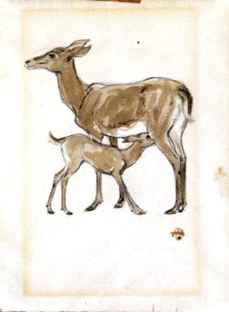 Deer & Fawn