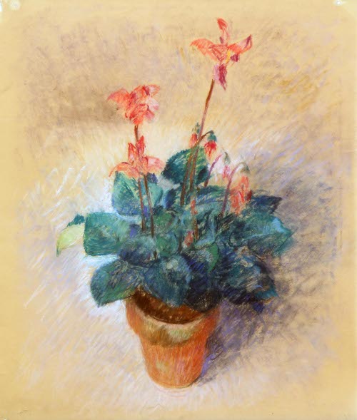 [Cyclamen]
