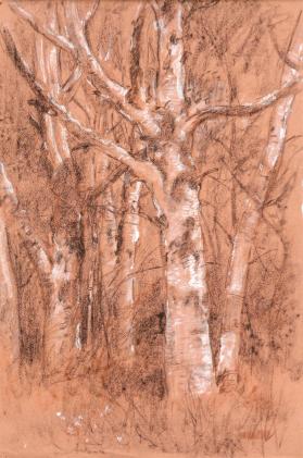 BIRCHES