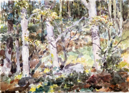 Woods