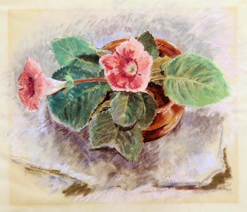 Gloxinia