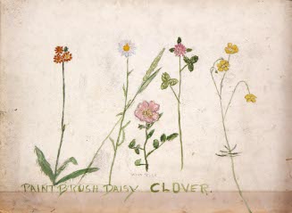 Paintbrush Daisy Clover