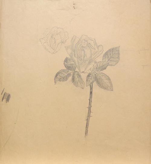 Study of a rose