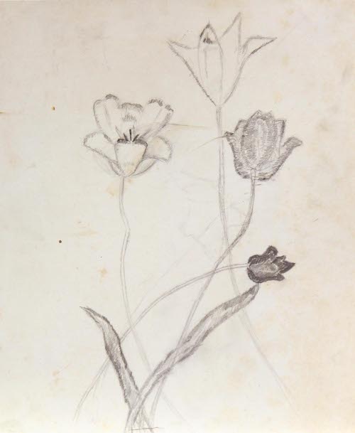 Sketches of flowers