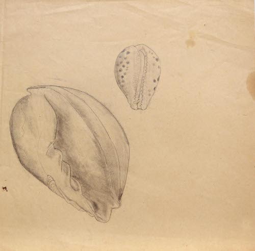 [Seashells]