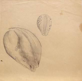 [Seashells]