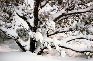 Juniper in Snow, New Mexico