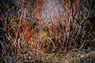 Straw and Bramble, Redding CT.
