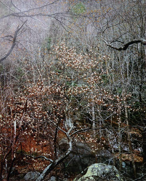 Shade Tree in Bloom, great Smoky Mts.