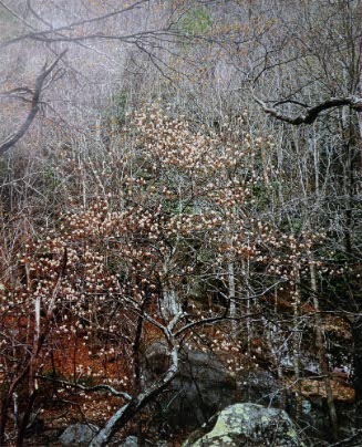 Shade Tree in Bloom, great Smoky Mts.