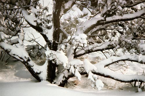 Juniper in Snow, New Mexico