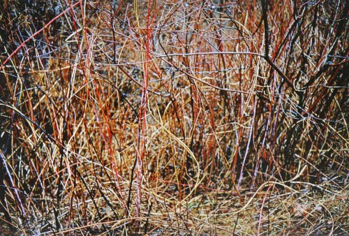 Straw and Bramble, Redding Ct.