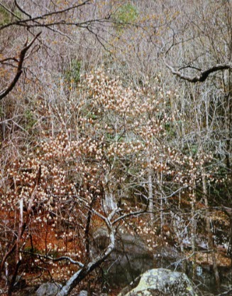 Shade Tree in Bloom, Great Smokey Mts.