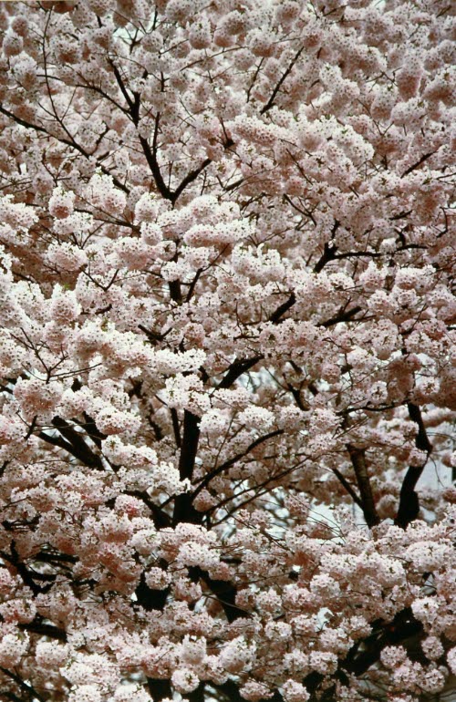 Cherry Blossoms, Tokyo, Japan