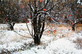 Apple Orchard, Tesuque, N.M.