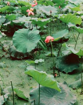 Lotus and Azolla, West Lake, Hangzhou Zhejiang