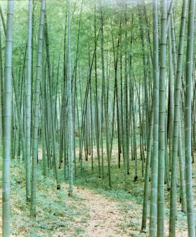 Bamboo Grove Near Hangzhou, Zhejiang