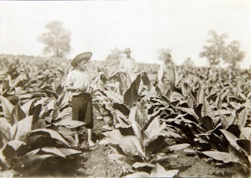 Firm and Clark Co. topping tobacco