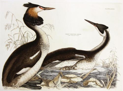 Great Crested Grebe