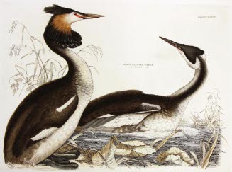 Great Crested Grebe