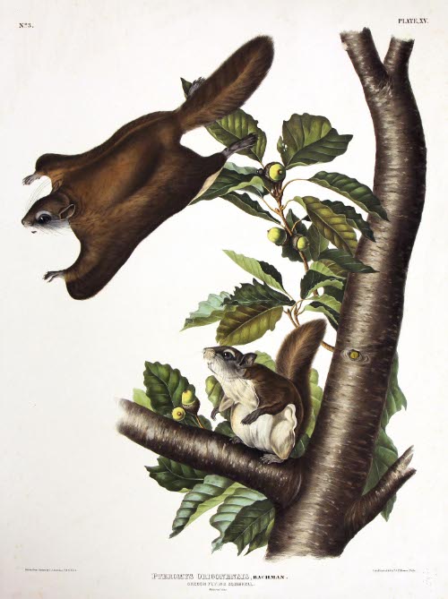 Oregon Flying Squirrel