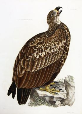 Cinerous Eagle Young
