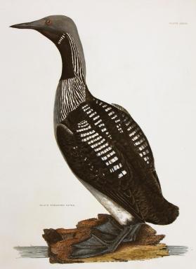 Black-Throated Diver