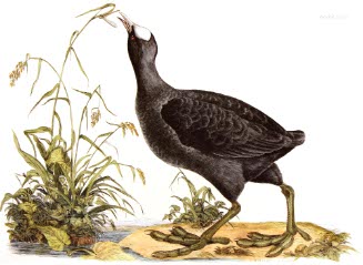 Common Coot