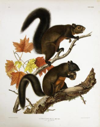 Longhaired Squirrel