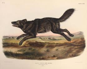 Black American Wolf