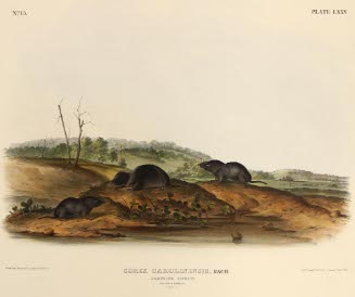 Carolina shrew sorens carolinensis