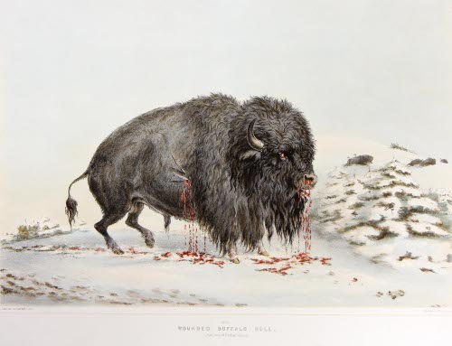 Wounded Buffalo Bull No. 16