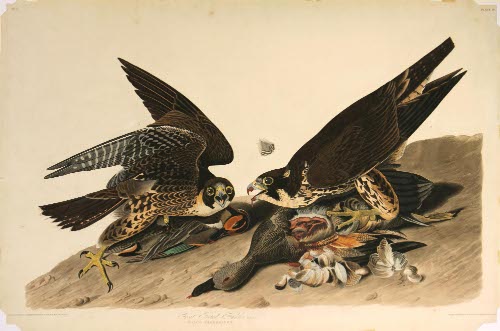 Great Footed Hawks