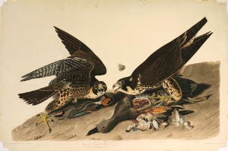 Great Footed Hawks