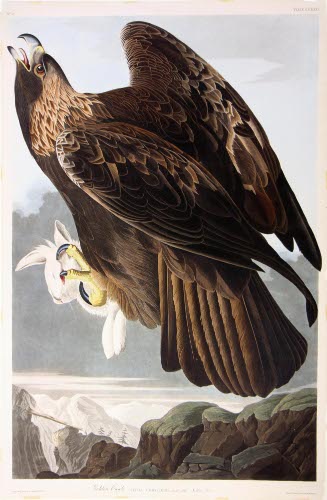 Golden Eagle