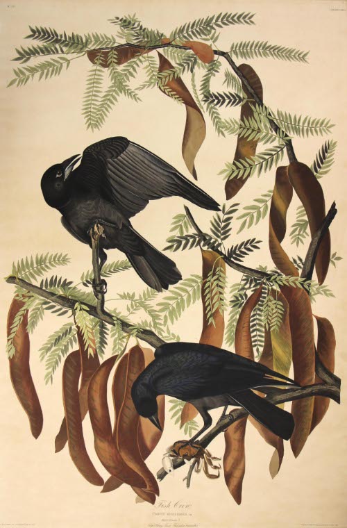 Fish Crows