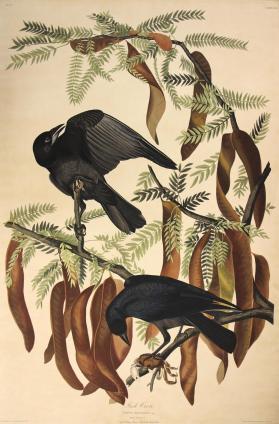 Fish Crows