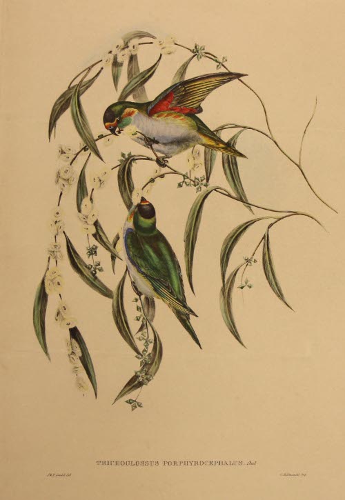 Trichoglussus Porphyrocephalus