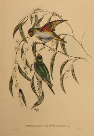 Trichoglussus Porphyrocephalus