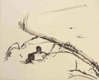 Sketch of a Plant