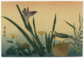 Iris and Bird