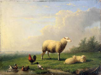 Sheep