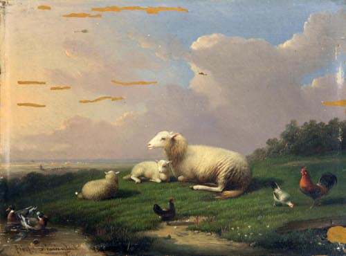 Sheep