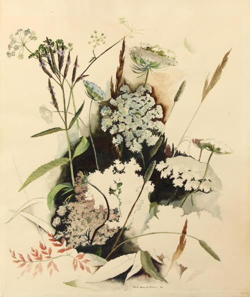 QUEEN ANNE'S LACE BLUE VERVAIN