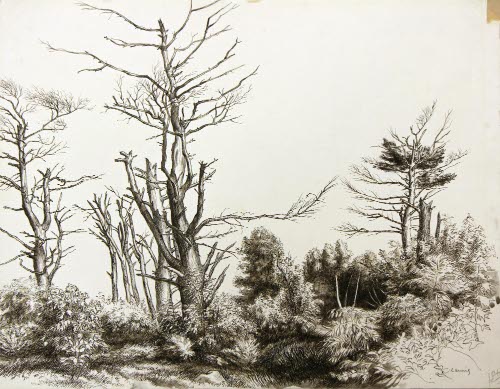 Trees