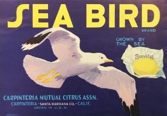 Sea Bird